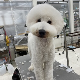 Keys���[�L�[�i�{�[�_�[�R���[�j�j 