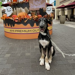 �ؑ�Kronos�i�N���m�X�j�i�����O�h�b�O�j