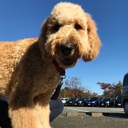 ���΁@���V��i�S�[���f���h�D�[�h�� �j