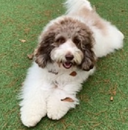 ����LUCY�i�I�[�X�g�����A�����u���h�D�[�h���j