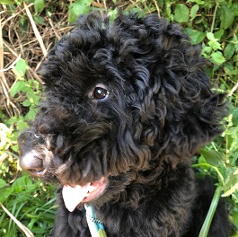 ���R�@�܂�i���u���h�D�[�h���j