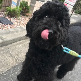  ���R�@�܂�i���u���h�D�[�h���j2 