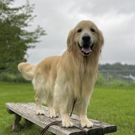 ���c�@�~�b�L�[�i�S�[���f���E���g���[�o�[�j