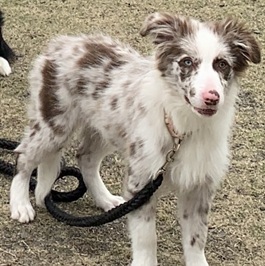 �~���g�i�{�[�_�[�R���[�j