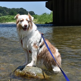  ���V�~�X�^�[�i�I�[�X�g�����A���V�F�p�[�h�j1 