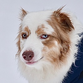 ���V�~�X�^�[�i�I�[�X�g�����A���V�F�p�[�h�j