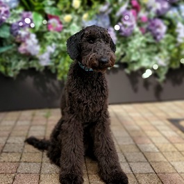 ���`�������i�X�^���_�[�h�v�[�h���j 