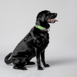 �o���ނ��܂�i���u���h�[�����g���o�[�j  2 