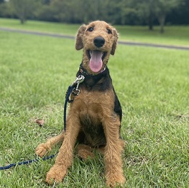 �˖{�@��i�G�A�f�[���e���A�j2 