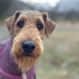 �˖{�@��i�G�A�f�[���e���A�j 