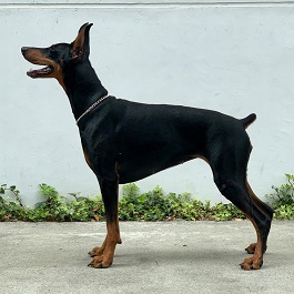 �匴�j�i�i�h�[�x���}���s���V���[�E�u���b�N�^���j 