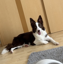 �̂��i�{�[�_�[�R���[�@�j2