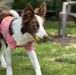 �̂��i�{�[�_�[�R���j