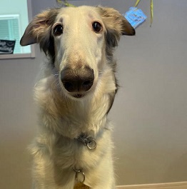 �ԍ�Norn�i�m�����j�i�{���]�C�j  1 