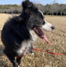  �]���I���I�i�{�[�_�[�R���[�j2 