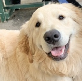 ����ςށi�S�[���f�����g���o�[�j 1 