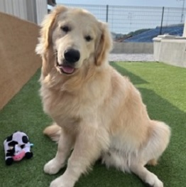 ����ςށi�S�[���f�����g���o�[�j 