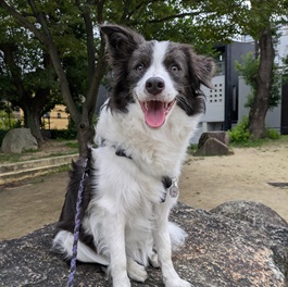 �g���y�l���y�i�{�[�_�[�R���[�j�j