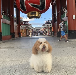 ���{���u�i�I�[�X�g�����A�����u���h�D�[�h�� �j