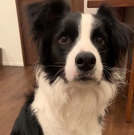 ���C���i�{�[�_�[�R���[�j