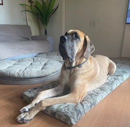 �i�y�@���LMIX(�O���[�g�f��&�Z���g�o�[�i�[�h