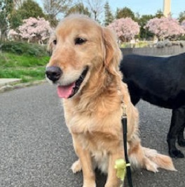 Keys���[�L�[�i�{�[�_�[�R���[�j�j 