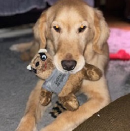  �q�색�e�i�S�[���f�����g���o�[�j 2 