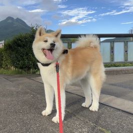 �r�c�肭�i�H�c���j 