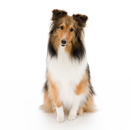 �_���@�����i�V�F�b�g�����h�V�[�v�h�b�O
�j1 