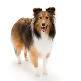 �_���@�����i�V�F�b�g�����h�V�[�v�h�b�O