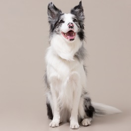 �����@���A�i�{�[�_�[�R���[�j