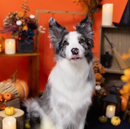 �����@���A�i�{�[�_�[�R���[�j2