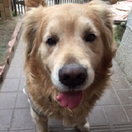 ���{���o�[�g�i�S�[���f�����g���o�[ �j