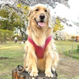 �̂��i�{�[�_�[�R���j