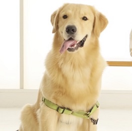 ���@���R�i�S�[���f�����g���o�[�j 