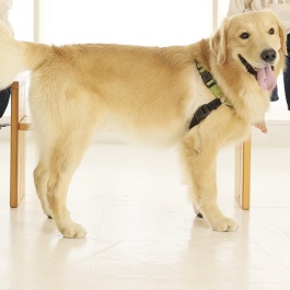  ���@���R�i�S�[���f�����g���o�[�j 2 