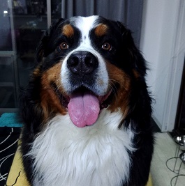 ���΁@�L�[�X�i�{�[�_�[�R���[�j