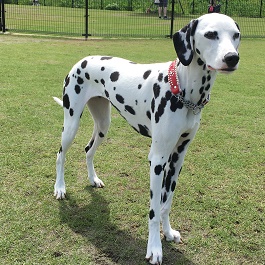 �n粁@SALLY�@�i�T���[�j�i�_�����V�A�� �j2