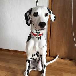 �n粁@SALLY�@�i�T���[�j�i�_�����V�A�� �j 