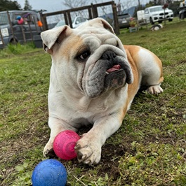 �|�{�T���_�[�i�u���h�b�O�j