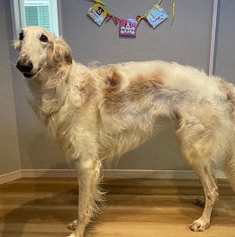 �ؑ�Seraphy�i�Z���t�B�j�i�{���]�C�j 