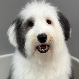 �⌳Soon�i�I�[���h�C���O���b�V���V�[�v�h�b�O�j