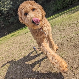 ��������i�S�[���f���h�D�[�h���j