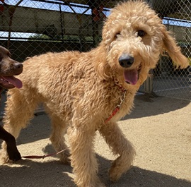 ��������i�S�[���f���h�D�[�h���j2 