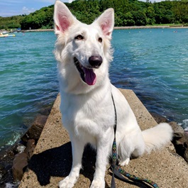 �����@�X�e���i�z���C�g�X�C�X�V�F�p�[�h�j