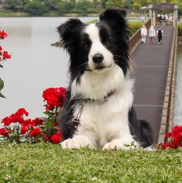 �n�������i�{�[�_�[�R���[�j2