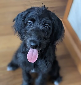 ���V�@�V�i���u���h�D�[�h�� 