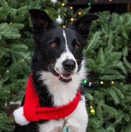 �L�[�X�@�e�B�A�i�{�[�_�[�R���[�j