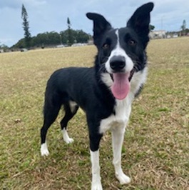 �L�[�X�@�e�B�A�i�{�[�_�[�R���[�j2