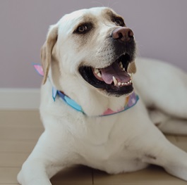 �،��a �i���u���h�[���j 2 